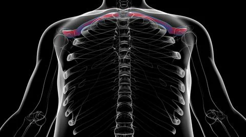 Human skeleton anatomy Clavicle Bones 3D Rendering Stock Illustration