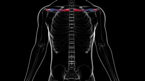 Human skeleton anatomy Clavicle Bones 3D Rendering Stock Illustration