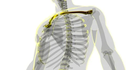 Human skeleton anatomy Clavicle Bones 3D Rendering Stock Illustration