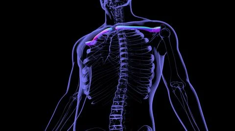 Human skeleton anatomy Clavicle Bones 3D Rendering Stock Illustration