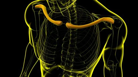 Human skeleton anatomy Clavicle Bones 3D Rendering Stock Illustration