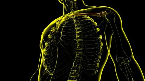 Human skeleton anatomy Clavicle Bones 3D Rendering Stock Illustration