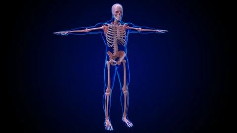 Human skeleton anatomy complete 206 bones for medical concept 3D rendering 스톡 일러스트