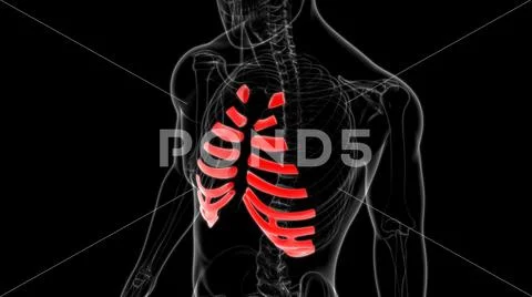 Human skeleton anatomy Costal Cartilage 3D Rendering Illustration ...