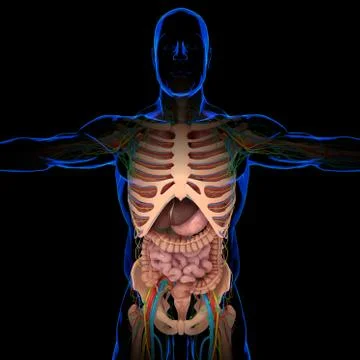 Human Skeleton Anatomy With Digestive System For medical concept 3D Stock-Illustration