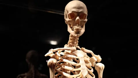 Human skeleton anatomy discovery Stock Footage 330679770