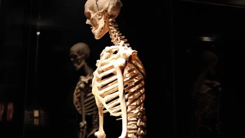 Human skeleton anatomy dramatic light study Stock Footage 330679782