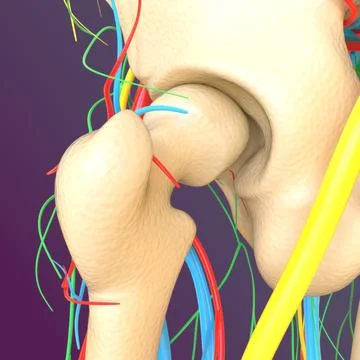 Human skeleton anatomy Femur Bone 3D Rendering Ilustración de archivo