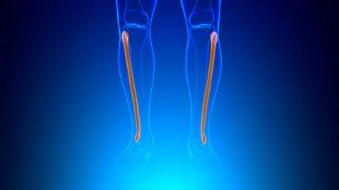 Human skeleton anatomy Fibula Bone 3D Rendering Ilustración de archivo