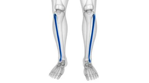 Human skeleton anatomy Fibula Bone 3D Rendering イラスト素材