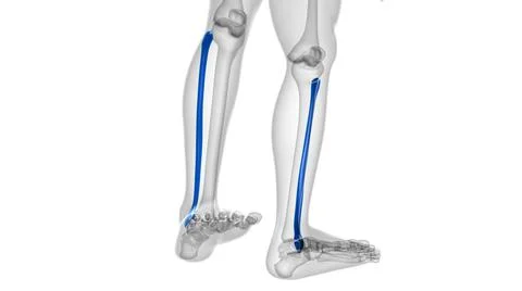 Human skeleton anatomy Fibula Bone 3D Rendering 库存插图