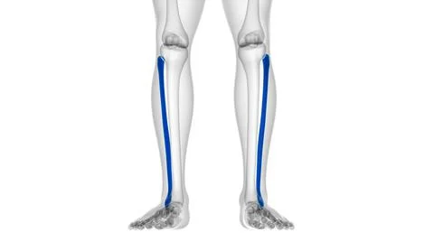 Human skeleton anatomy Fibula Bone 3D Rendering 库存插图