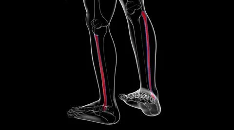 Human skeleton anatomy Fibula Bone 3D Rendering Stock Illustration