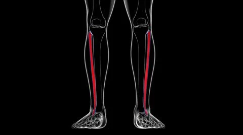 Human skeleton anatomy Fibula Bone 3D Rendering Ilustración de archivo