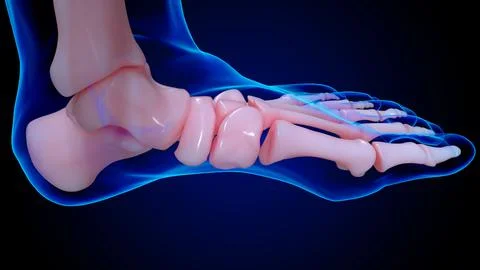 Human skeleton anatomy foot bones for medical concept 3D rendering Stock Illustration