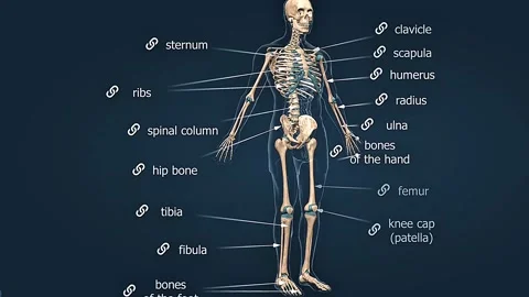Human skeleton anatomy Stock Footage 304973380