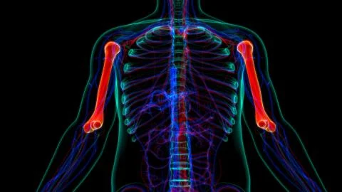 Human skeleton anatomy Humerus Bone 3D Rendering Stock-Illustration