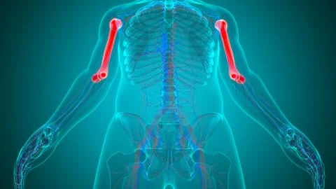 Human skeleton anatomy Humerus Bone 3D Rendering Ilustración de archivo