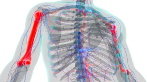 Human skeleton anatomy Humerus Bone 3D Rendering Illustrazione stock