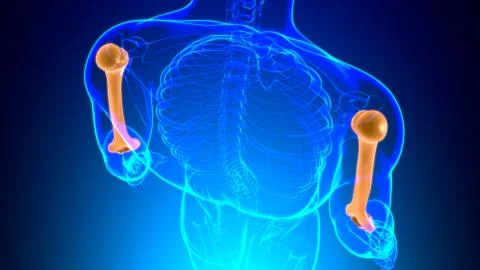 Human skeleton anatomy Humerus Bone 3D Rendering Stock Illustration