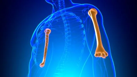 Human skeleton anatomy Humerus Bone 3D Rendering Stock Illustration