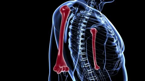 Human skeleton anatomy Humerus Bone 3D Rendering Stock Illustration