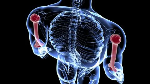 Human skeleton anatomy Humerus Bone 3D Rendering Stock Illustration