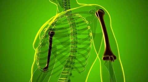 Human skeleton anatomy Humerus Bone 3D Rendering Stock-Illustration