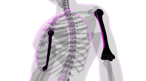 Human skeleton anatomy Humerus Bone 3D Rendering Stock Illustration