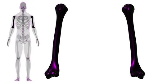 Human skeleton anatomy Humerus Bone 3D Rendering Ilustración de archivo