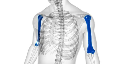 Human skeleton anatomy Humerus Bone 3D Rendering Stock Illustration