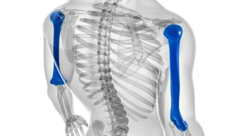 Human skeleton anatomy Humerus Bone 3D Rendering 库存插图