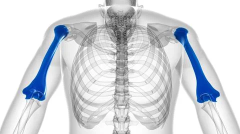 Human skeleton anatomy Humerus Bone 3D Rendering 库存插图