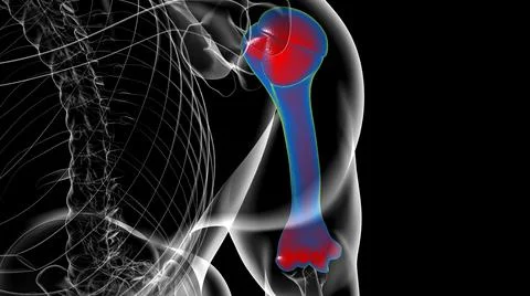 Human skeleton anatomy Humerus Bone 3D Rendering 库存插图