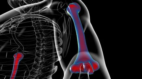 Human skeleton anatomy Humerus Bone 3D Rendering Stock Illustration