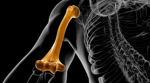 Human skeleton anatomy Humerus Bone 3D Rendering Illustrazione stock