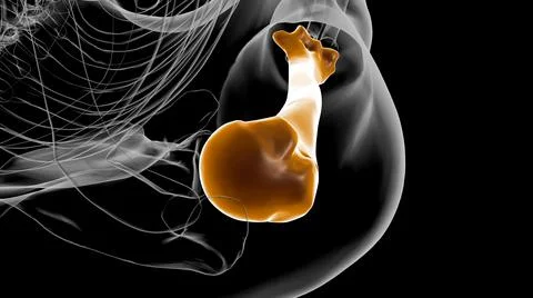 Human skeleton anatomy Humerus Bone 3D Rendering Stock Illustration