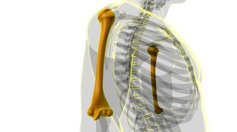 Human skeleton anatomy Humerus Bone 3D Rendering Ilustración de archivo
