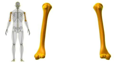 Human skeleton anatomy Humerus Bone 3D Rendering 库存插图