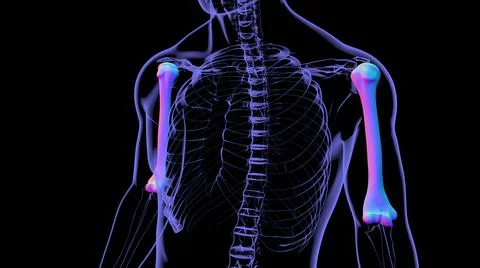 Human skeleton anatomy Humerus Bone 3D Rendering Stock-Illustration