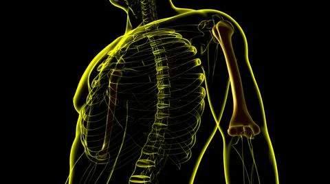Human skeleton anatomy Humerus Bone 3D Rendering Ilustración de archivo