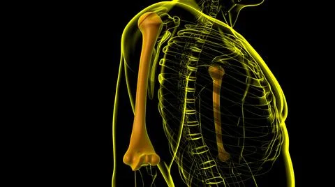 Human skeleton anatomy Humerus Bone 3D Rendering 库存插图