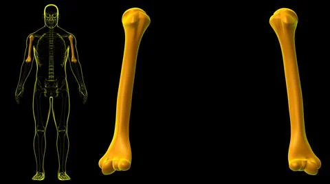 Human skeleton anatomy Humerus Bone 3D Rendering Stock Illustration