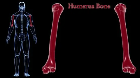 Human skeleton anatomy Humerus Bone 3D Rendering Stock Illustration