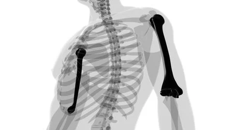 Human skeleton anatomy Humerus Bone 3D Rendering Stock Illustration
