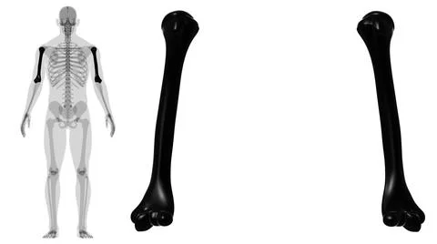 Human skeleton anatomy Humerus Bone 3D Rendering Stock Illustration