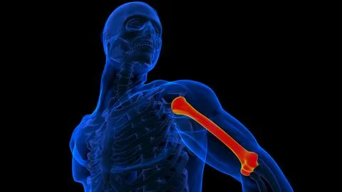 Human skeleton anatomy humerus bone 3D rendering 库存插图