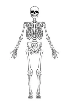 Human skeleton anatomy Stock Illustration