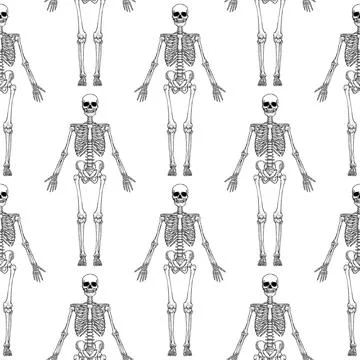 Human skeleton anatomy Stock Illustration