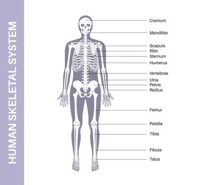 Human skeleton anatomy Stock Illustration